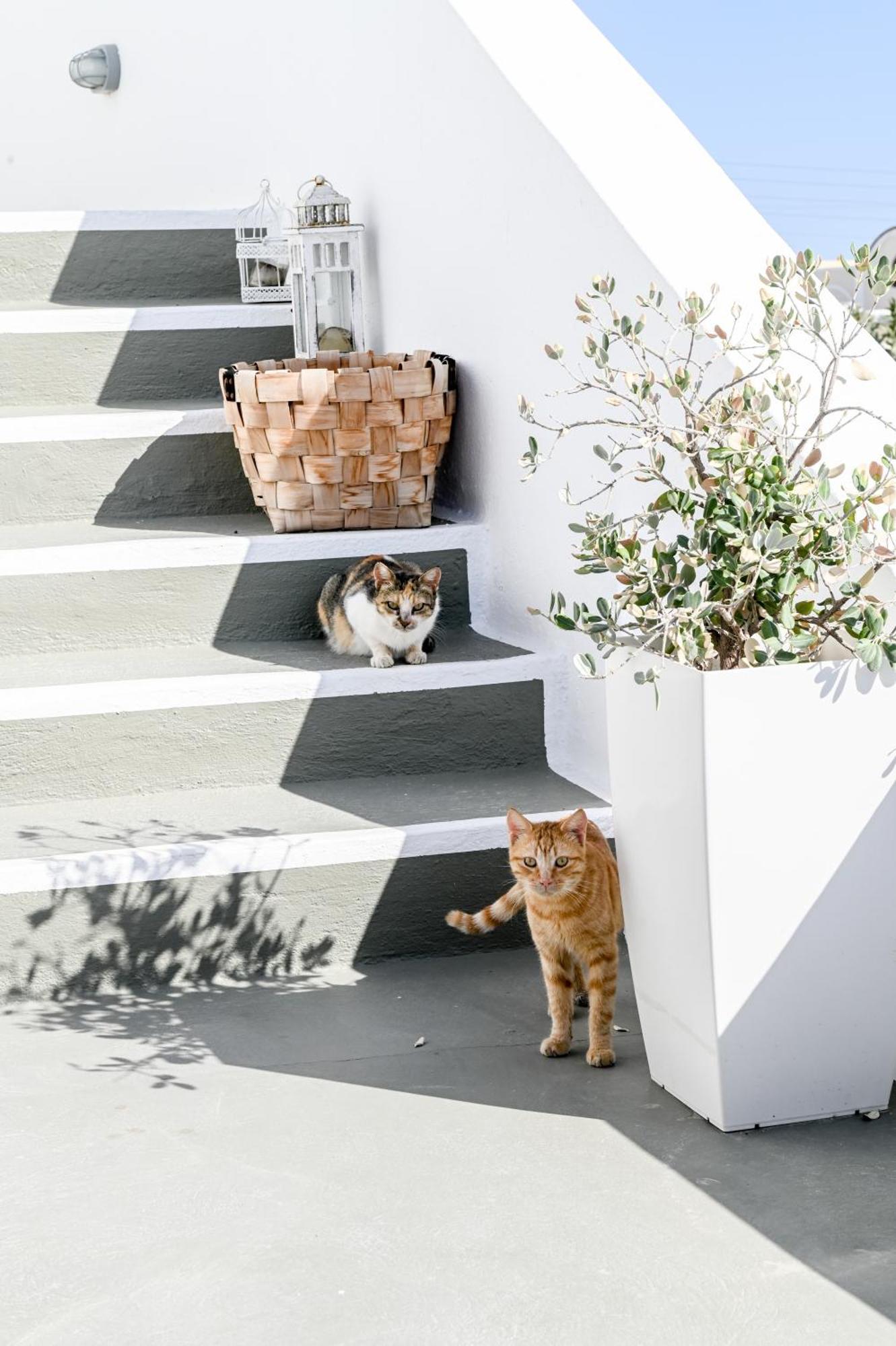 Akrotírion White Curves Santorini B&B 외부 사진